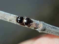 Coptosoma variegatum