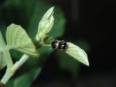 Coptosoma variegatum