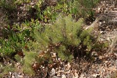 Phylecoideae