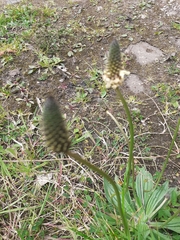 Plantago lanceolata