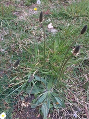 Plantago lanceolata