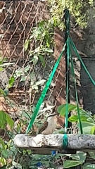 Campylorhynchus rufinucha