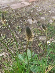 Plantago lanceolata