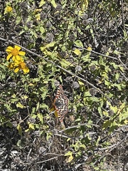 Euphydryas chalcedona hennei