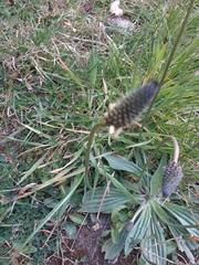 Plantago lanceolata