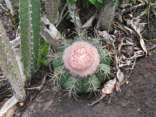 Melocactus neryi