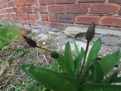 Plantago lanceolata