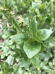 Mercurialis perennis