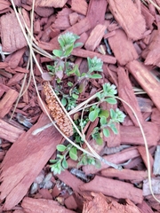 Polycarpon tetraphyllum tetraphyllum
