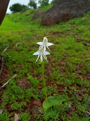 Habenaria grandifloriformis