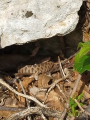 Vipera aspis hugyi