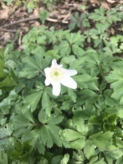 Anemonoides nemorosa