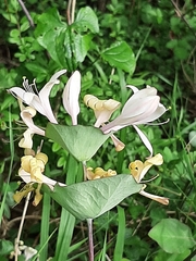 Lonicera caprifolium