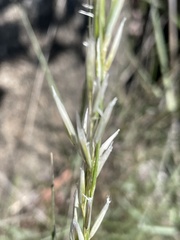 Melica frutescens