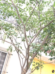 Tabebuia rosea