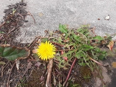 Taraxacum officinale