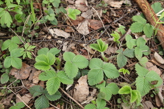 Fragaria
