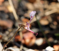 Pelargonium ternifolium