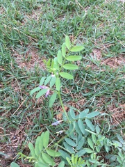 Astragalus leptocarpus