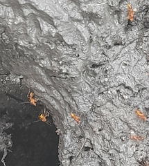 Formicidae