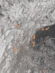 Formicidae