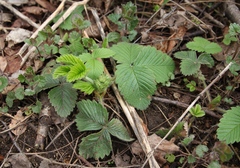 Fragaria