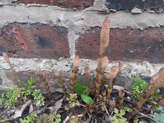 Equisetum arvense