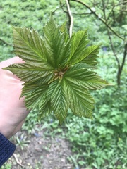 Acer pseudoplatanus