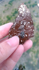 Ischnochiton comptus