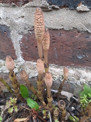 Equisetum arvense