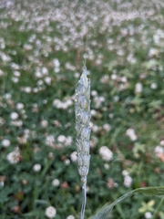 Triticum aestivum