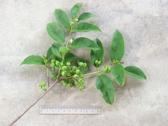 Eugenia florida