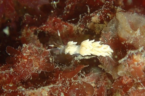 White Aeolis