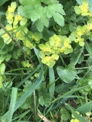 Chrysosplenium oppositifolium
