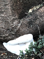Fungi