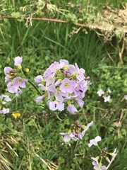 Cardamine pratensis