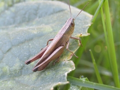 Amblytropidia australis