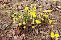 Tussilago farfara