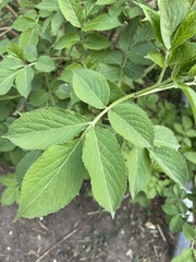 Sambucus nigra
