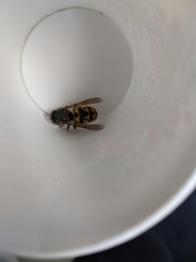 Vespula germanica