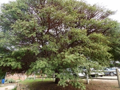 Vachellia karroo