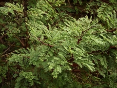 Vachellia karroo