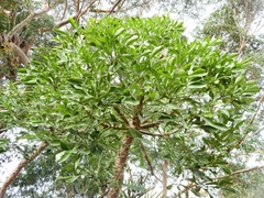Cussonia spicata
