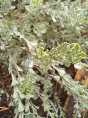 Pentzia dentata