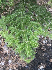 Abies balsamea image