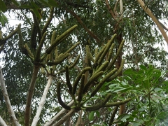 Cussonia spicata