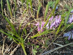 Corydalis turtschaninovii