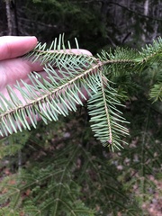 Abies balsamea image