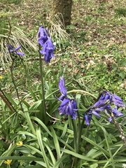 Hyacinthoides