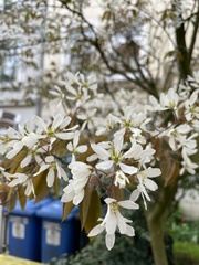 Amelanchier × lamarckii